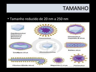 TAMANHO
• Tamanho reduzido de 20 nm a 250 nm
 