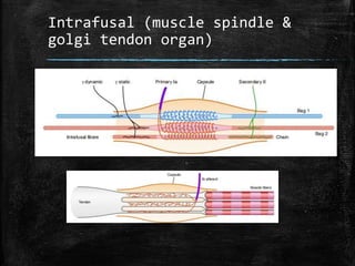 Intrafusal (muscle spindle &
golgi tendon organ)
 