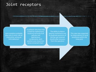 Joint receptors
Joint receptors probably
play only a minor role at
most joints, acting as
limit detectors
In patients who have had
a total hip replacement
involving removal of all
capsular and
ligamentous
components, both
position and movement
sense remained intact.
The ability to detect
passive movements and
to duplicate positions of
the hip was retained
shortly after recovery
from the operation
This view was supported
by observations on local
anesthesia within the
knee joint
 