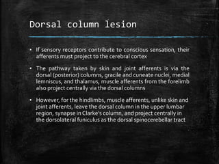 Dorsal column lesion
▪ If sensory receptors contribute to conscious sensation, their
afferents must project to the cerebral cortex
▪ The pathway taken by skin and joint afferents is via the
dorsal (posterior) columns, gracile and cuneate nuclei, medial
lemniscus, and thalamus, muscle afferents from the forelimb
also project centrally via the dorsal columns
▪ However, for the hindlimbs, muscle afferents, unlike skin and
joint afferents, leave the dorsal column in the upper lumbar
region, synapse in Clarke’s column, and project centrally in
the dorsolateral funiculus as the dorsal spinocerebellar tract
 
