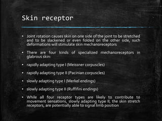 Skin receptor
▪ Joint rotation causes skin on one side of the joint to be stretched
and to be slackened or even folded on the other side, such
deformations will stimulate skin mechanoreceptors
▪ There are four kinds of specialized mechanoreceptors in
glabrous skin:
▪ rapidly adapting type I (Meissner corpuscles)
▪ rapidly adapting type II (Pacinian corpuscles)
▪ slowly adapting type I (Merkel endings)
▪ slowly adapting type II (Ruffifini endings)
▪ While all four receptor types are likely to contribute to
movement sensations, slowly adapting type II, the skin stretch
receptors, are potentially able to signal limb position
 