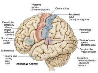 Chapter 21 Cerebral Cortex Figure 21-1. p. 688. 