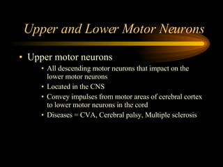 Upper and Lower Motor Neurons Upper motor neurons All descending motor neurons that impact on the lower motor neurons Located in the CNS  Convey impulses from motor areas of cerebral cortex to lower motor neurons in the cord Diseases = CVA, Cerebral palsy, Multiple sclerosis 