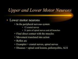 Upper and Lower Motor Neurons Lower motor neurons In the peripheral nervous system 12 cranial nerves 31 pairs of spinal nerves and all branches Final direct contact with the muscles Movement translated into action Reflex arc Examples = cranial nerves, spinal nerves Diseases = spinal cord lesions, poliomyelitis, ALS 