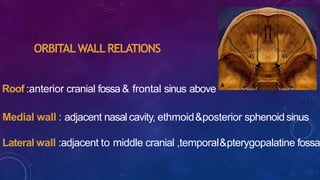 ORBITALWALLRELATIONS
Roof :anterior cranial fossa& frontal sinus above
Medial wall : adjacent nasal cavity, ethmoid&posterior sphenoid sinus
Lateral wall :adjacent to middle cranial ,temporal&pterygopalatine fossa
 