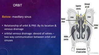 ORBIT
Below- maxillary sinus
• Relationship of orbit & PNS :By its location &
venous drainage
• orbital venous drainage :devoid of valves –
two way communication between orbit and
sinuses
 