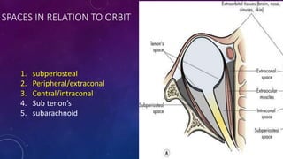 SPACES IN RELATION TO ORBIT
1. subperiosteal
2. Peripheral/extraconal
3. Central/intraconal
4. Sub tenon’s
5. subarachnoid
 