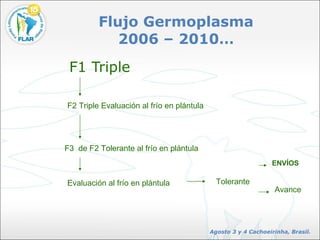 Flujo Germoplasma 2006 – 2010… ,[object Object],F2 Triple Evaluación al frío en plántula F3  de F2 Tolerante al frío en plántula  Evaluación al frío en plántula Tolerante ENVÍOS Avance 