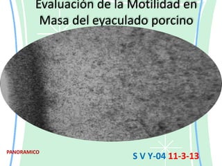 Evaluación de la Motilidad en
         Masa del eyaculado porcino




PANORAMICO
                         S V Y-04 11-3-13
 