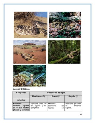 47
Anexo # 2 Rúbrica.
Categorías Indicadores de logro
Muy bueno (3) Bueno (2) Regular (1)
Individual
Reconoce
distintos lugares
en los que habitan
plantas y animales
Menciona más de
dos lugares y los
ejemplifica.
Menciona
solamente los
lugares sin
Menciona que viven
en diferentes
lugares.
 
