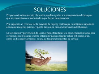 SOLUCIONESProyectos de reforestación eficientes pueden ayudar a la recuperación de bosques que se encuentren en mal estado o que hayan desaparecido. Por supuesto, el reciclaje de la mayoría de papel y cartón que es utilizado supondría ahorro de materias primas, y por lo tanto una menor destrucción del bosque. La legislación y prevención de los incendios forestales y la concienciación social son otros puntos en los que se debe intervenir para conseguir salvar el bosque, que, como se dijo anteriormente, es una de las grandes fuentes de la vida. 