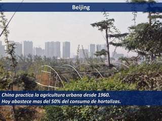 Beijing
China practica la agricultura urbana desde 1960.
Hoy abastece mas del 50% del consumo de hortalizas.
 