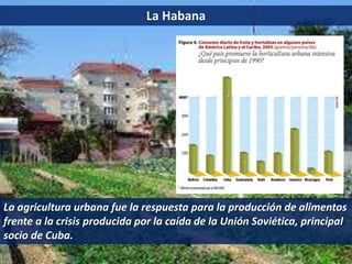 La Habana
La agricultura urbana fue la respuesta para la producción de alimentos
frente a la crisis producida por la caída de la Unión Soviética, principal
socio de Cuba.
 