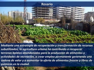Rosario
Mediante una estrategia de recuperación y transformación de recursos
subutilizados, la agricultura urbana ha contribuido a recuperar
terrenos baldíos abandonados para la producción de alimentos y
actividades de recreación, a crear empleo permanente generando una
cadena de valor y a aumentar la oferta de alimentos frescos y libres de
químicos en la ciudad.
 