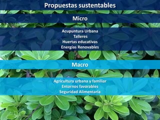 Propuestas sustentables
Micro
Acupuntura Urbana
Talleres
Huertas educativas
Energías Renovables
Macro
Agricultura urbana y familiar
Entornos favorables
Seguridad Alimentaria
 