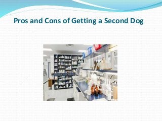 Pros and Cons of Getting a Second Dog
 
