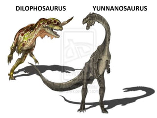 DILOPHOSAURUS

YUNNANOSAURUS

 