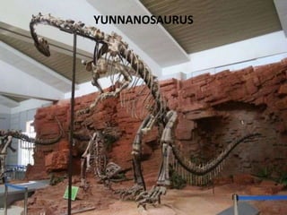 YUNNANOSAURUS

 