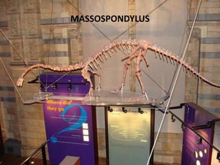 MASSOSPONDYLUS

 