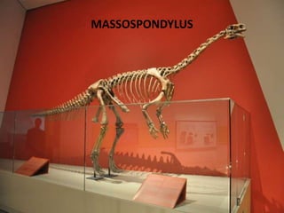 MASSOSPONDYLUS

 