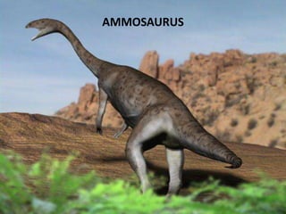 AMMOSAURUS

 
