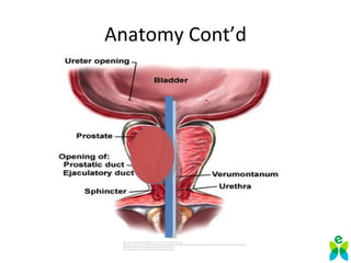 Prostate Chestnut Prostate Cancer and Plant Based Nutrition | PPT