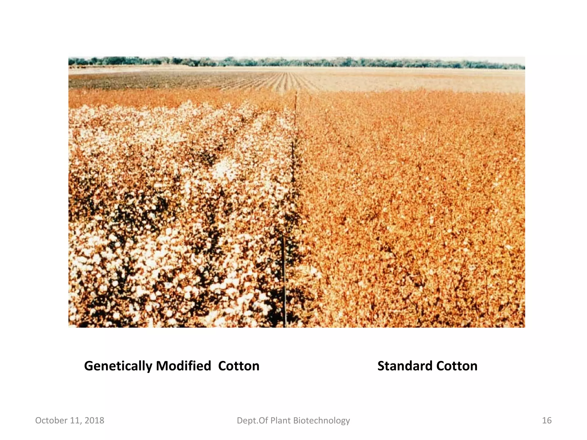 Genetically Modified Cotton Standard Cotton
October 11, 2018 16Dept.Of Plant Biotechnology
 