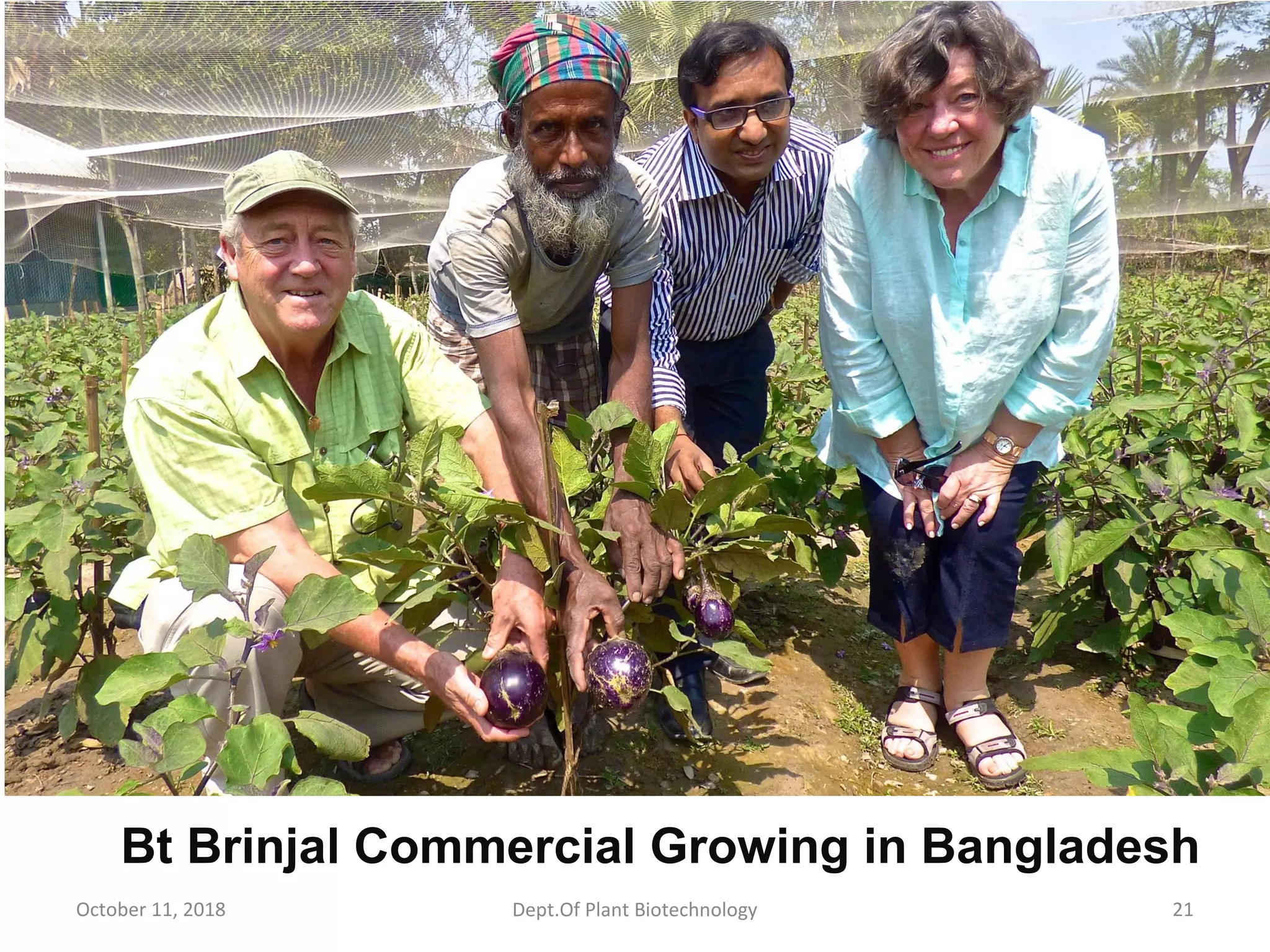 Bt Brinjal Commercial Growing in Bangladesh
October 11, 2018 21Dept.Of Plant Biotechnology
 