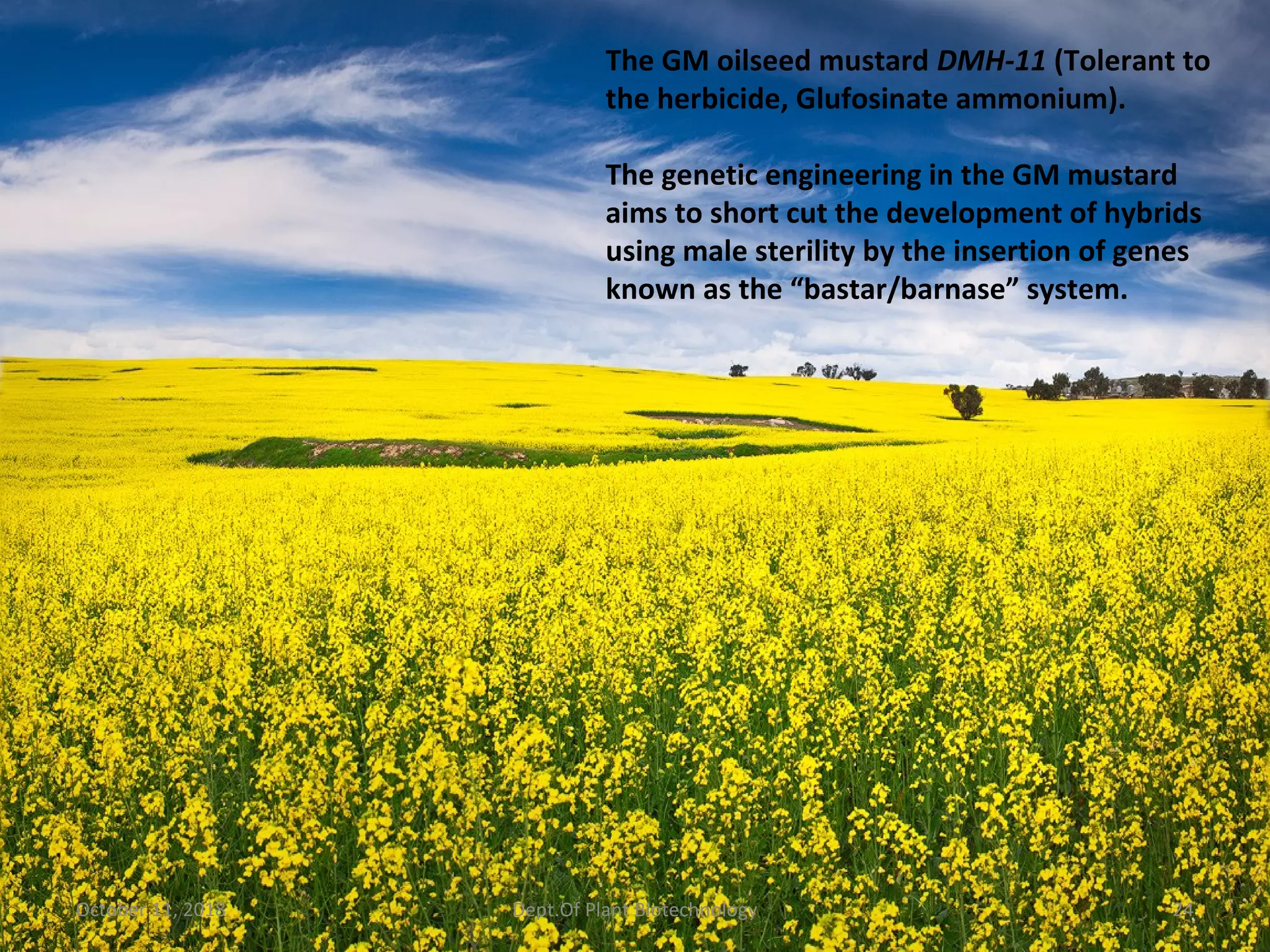 October 11, 2018 24Dept.Of Plant Biotechnology
The GM oilseed mustard DMH-11 (Tolerant to
the herbicide, Glufosinate ammonium).
The genetic engineering in the GM mustard
aims to short cut the development of hybrids
using male sterility by the insertion of genes
known as the “bastar/barnase” system.
 