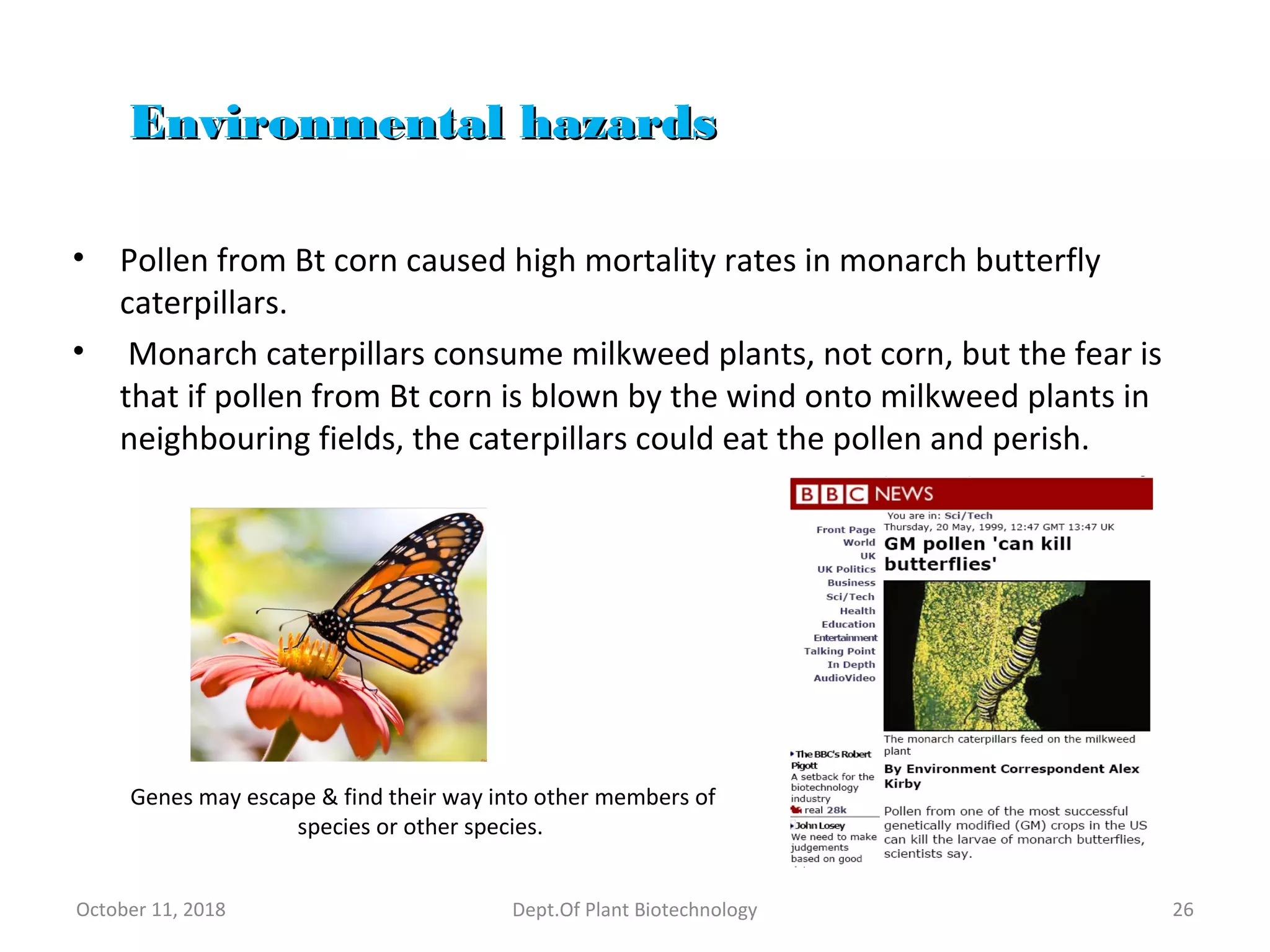 Environmental hazardsEnvironmental hazards
• Pollen from Bt corn caused high mortality rates in monarch butterfly
caterpillars.
• Monarch caterpillars consume milkweed plants, not corn, but the fear is
that if pollen from Bt corn is blown by the wind onto milkweed plants in
neighbouring fields, the caterpillars could eat the pollen and perish.
October 11, 2018 Dept.Of Plant Biotechnology 26
Genes may escape & find their way into other members of
species or other species.
 
