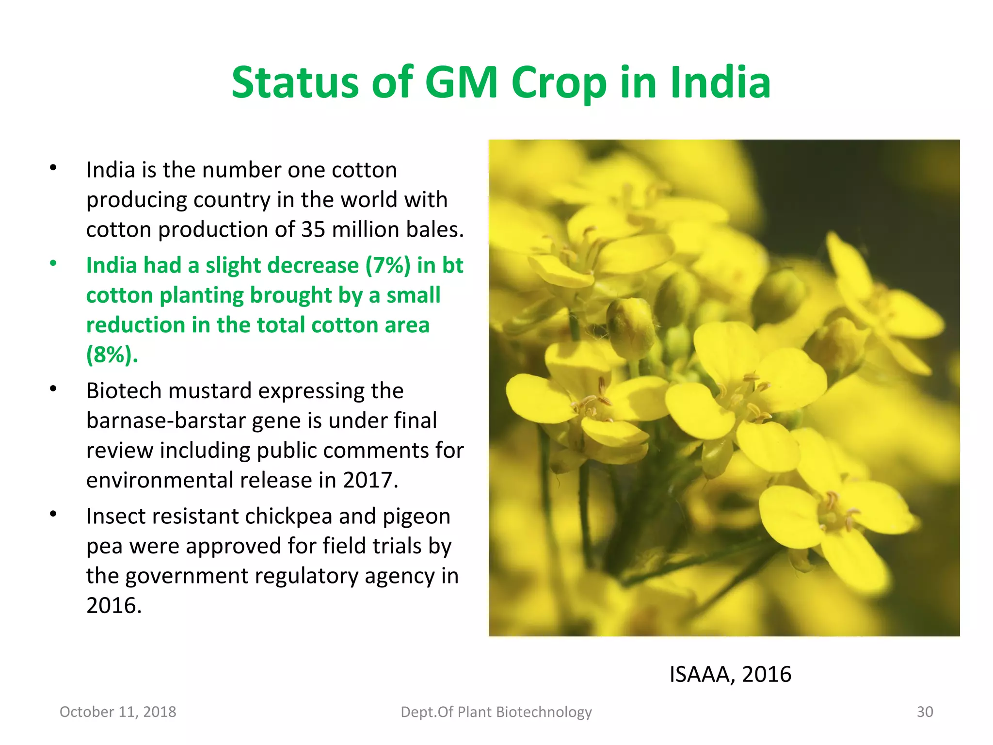 Status of GM Crop in India
• India is the number one cotton
producing country in the world with
cotton production of 35 million bales.
• India had a slight decrease (7%) in bt
cotton planting brought by a small
reduction in the total cotton area
(8%).
• Biotech mustard expressing the
barnase-barstar gene is under final
review including public comments for
environmental release in 2017.
• Insect resistant chickpea and pigeon
pea were approved for field trials by
the government regulatory agency in
2016.
October 11, 2018 Dept.Of Plant Biotechnology 30
ISAAA, 2016
 