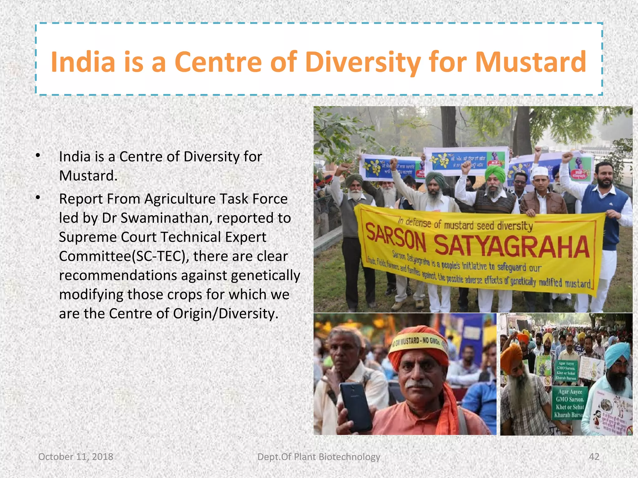 India is a Centre of Diversity for Mustard
• India is a Centre of Diversity for
Mustard.
• Report From Agriculture Task Force
led by Dr Swaminathan, reported to
Supreme Court Technical Expert
Committee(SC-TEC), there are clear
recommendations against genetically
modifying those crops for which we
are the Centre of Origin/Diversity.
October 11, 2018 42Dept.Of Plant Biotechnology
 