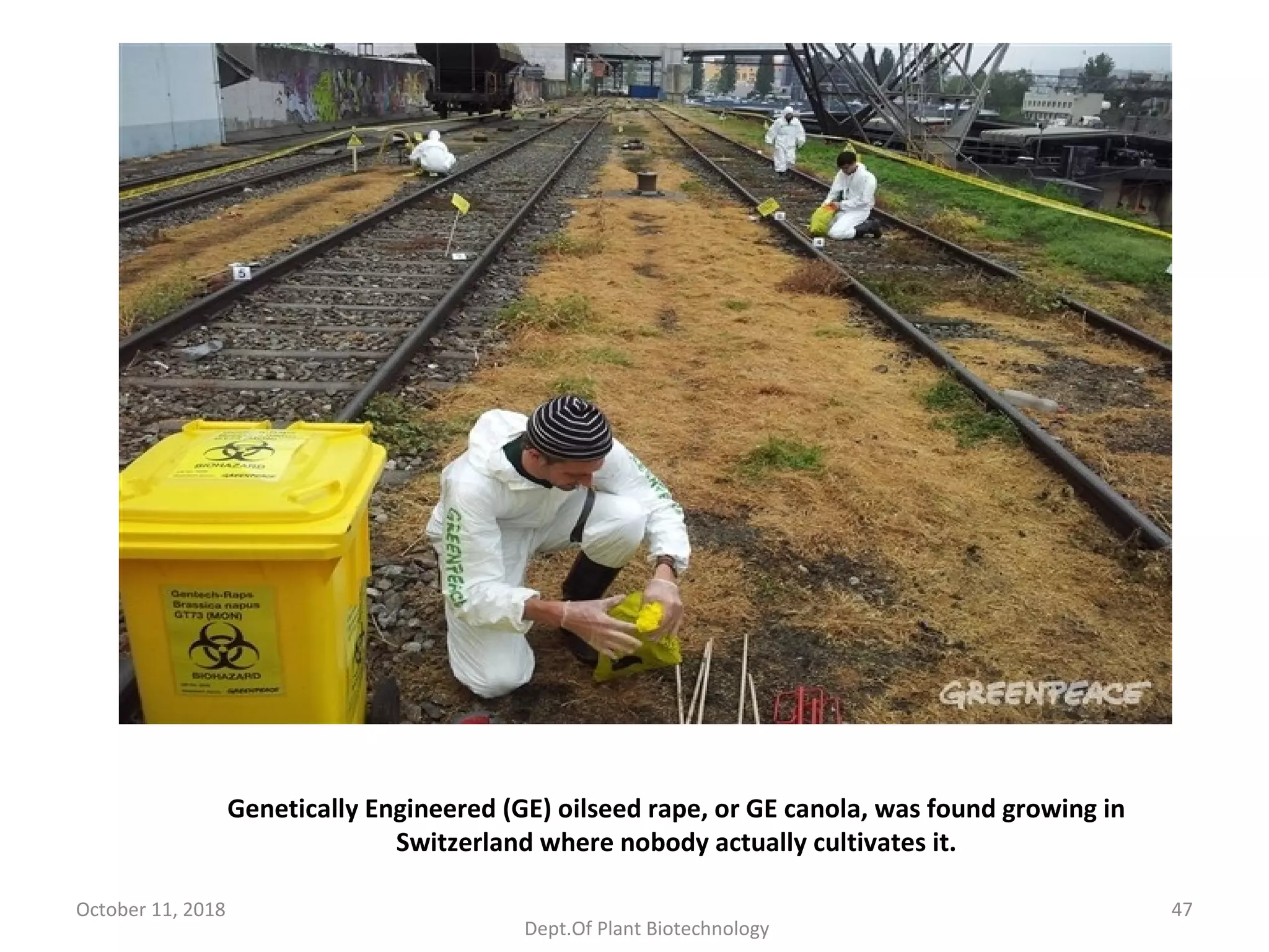 Genetically Engineered (GE) oilseed rape, or GE canola, was found growing in
Switzerland where nobody actually cultivates it.
October 11, 2018 47
Dept.Of Plant Biotechnology
 
