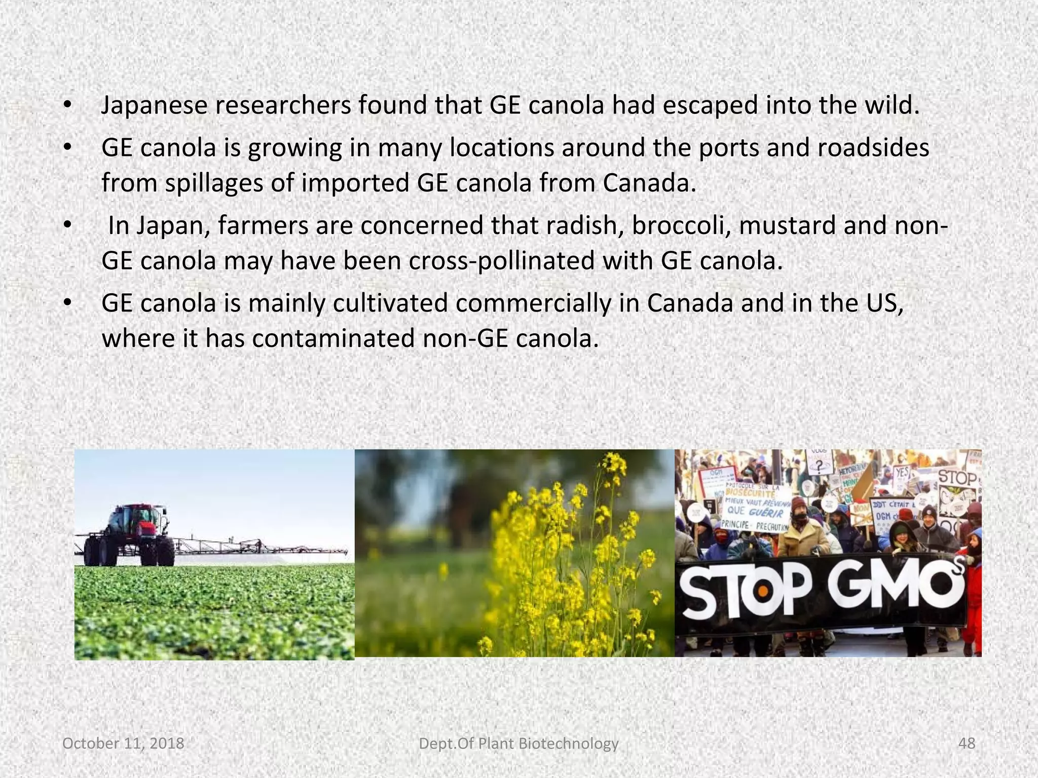 • Japanese researchers found that GE canola had escaped into the wild.
• GE canola is growing in many locations around the ports and roadsides
from spillages of imported GE canola from Canada.
• In Japan, farmers are concerned that radish, broccoli, mustard and non-
GE canola may have been cross-pollinated with GE canola.
• GE canola is mainly cultivated commercially in Canada and in the US,
where it has contaminated non-GE canola.
October 11, 2018 48Dept.Of Plant Biotechnology
 