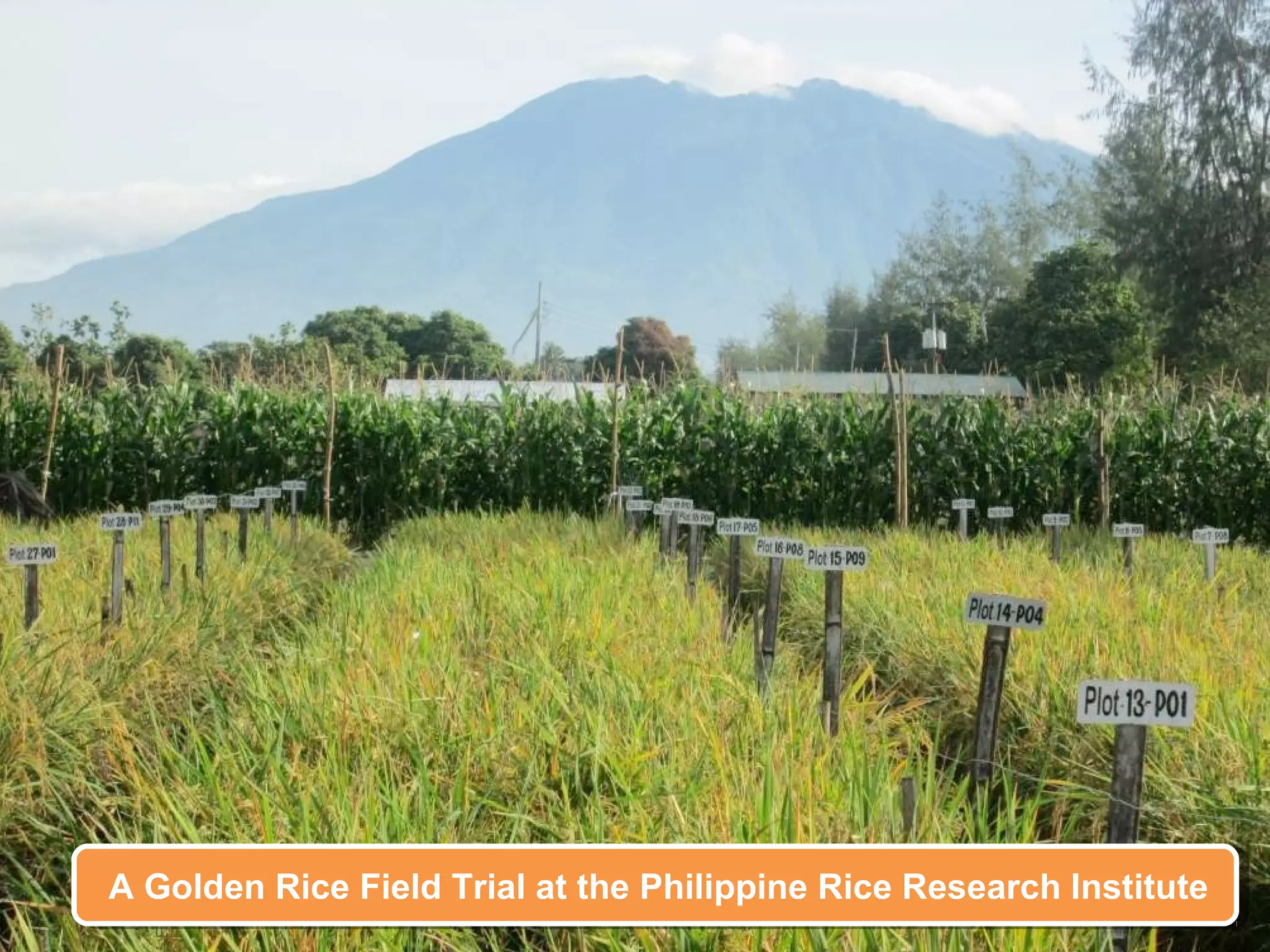 A Golden Rice Field Trial at the Philippine Rice Research Institute
 