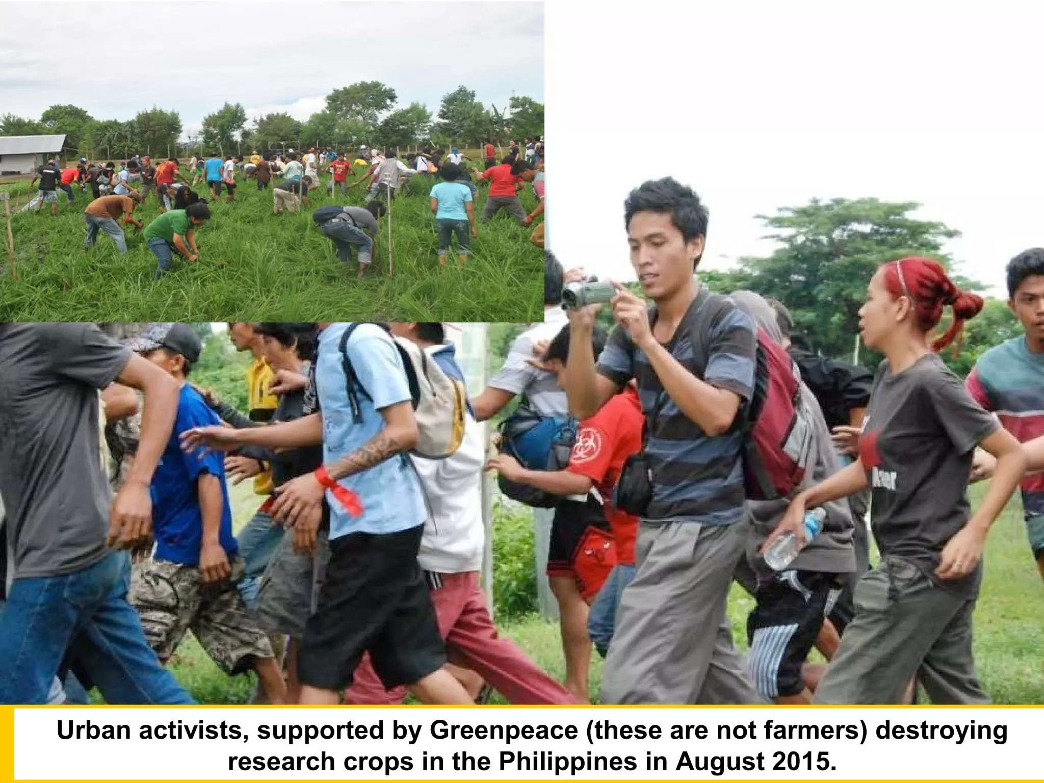 22Urban activists, supported by Greenpeace (these are not farmers) destroying
research crops in the Philippines in August 2015.
 