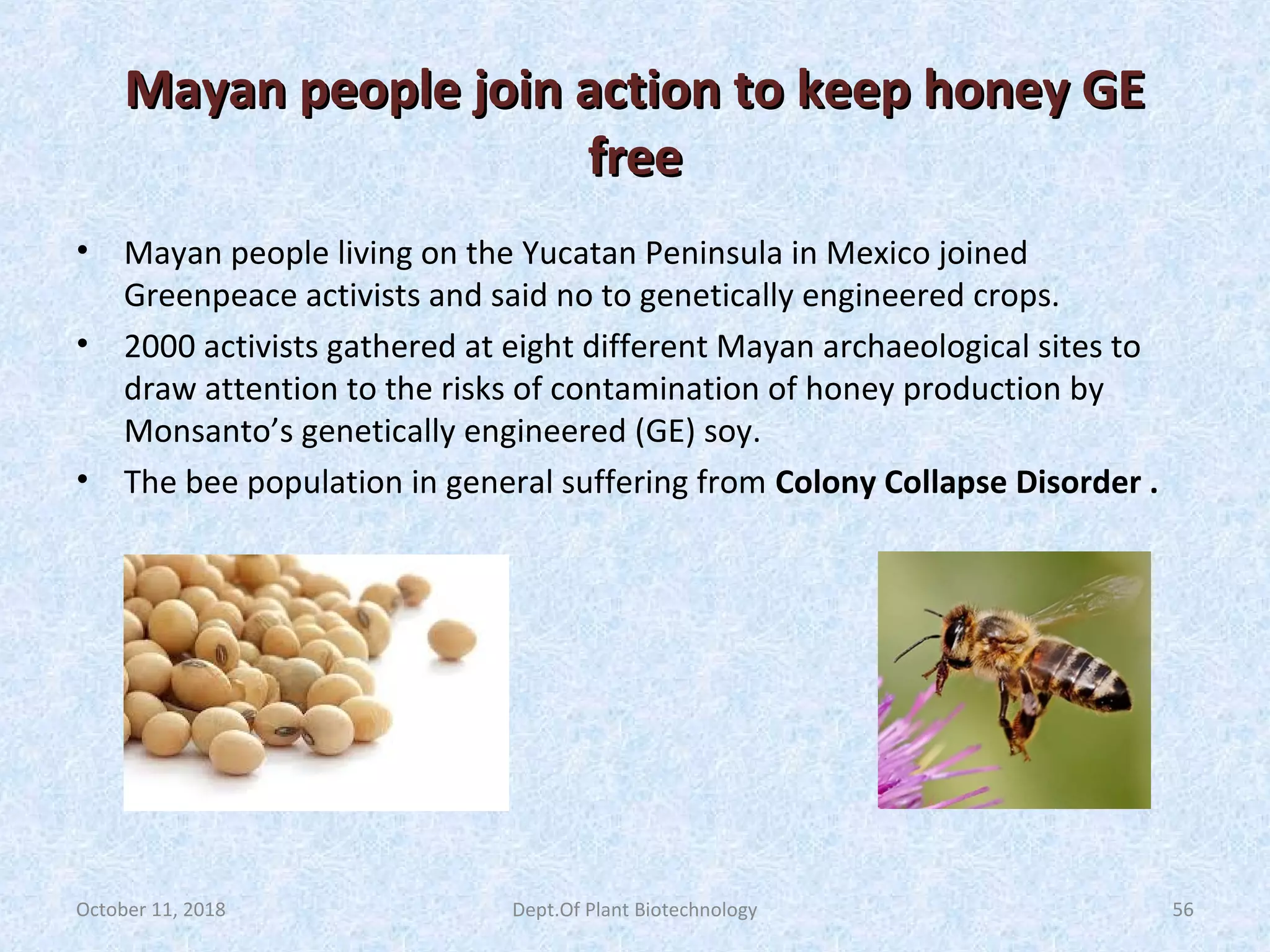 Mayan people join action to keep honey GEMayan people join action to keep honey GE
freefree
• Mayan people living on the Yucatan Peninsula in Mexico joined
Greenpeace activists and said no to genetically engineered crops.
• 2000 activists gathered at eight different Mayan archaeological sites to
draw attention to the risks of contamination of honey production by
Monsanto’s genetically engineered (GE) soy.
• The bee population in general suffering from Colony Collapse Disorder .
October 11, 2018 56Dept.Of Plant Biotechnology
 
