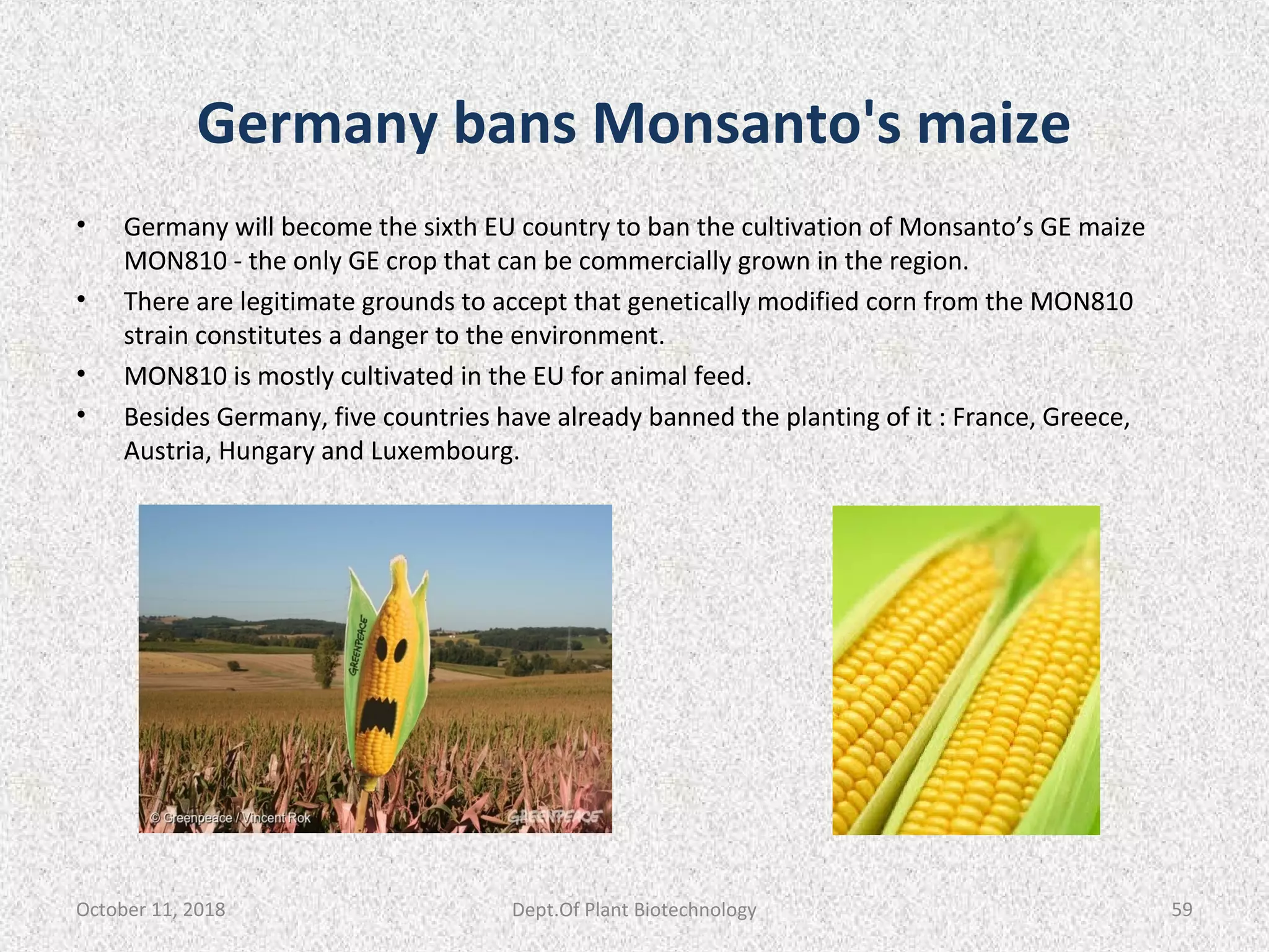 Germany bans Monsanto's maize
• Germany will become the sixth EU country to ban the cultivation of Monsanto’s GE maize
MON810 - the only GE crop that can be commercially grown in the region.
• There are legitimate grounds to accept that genetically modified corn from the MON810
strain constitutes a danger to the environment.
• MON810 is mostly cultivated in the EU for animal feed.
• Besides Germany, five countries have already banned the planting of it : France, Greece,
Austria, Hungary and Luxembourg.
October 11, 2018 59Dept.Of Plant Biotechnology
 
