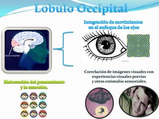 Correlación de imágenes visuales con
experiencias visuales previas
y otros estímulos sensoriales.

 