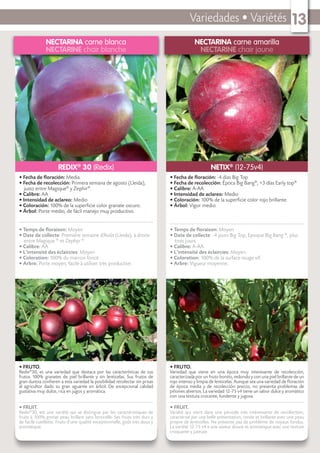 Variedades • Variétés 13
NECTARINA carne blanca
NECTARINE chair blanche
• FRUTO.
Redix®
30, es una variedad que destaca por las características de sus
frutos 100% granates de piel brillante y sin lenticelas. Sus frutos de
gran dureza conﬁeren a esta variedad la posibilidad recolectar sin prisas
al agricultor dado su gran aguante en árbol. De excepcional calidad
gustativa muy dulce, rica en jugos y aromática.
• FRUIT.
Redix®
30, est une variété qui se distingue par les caractéristiques de
fruits à 100% grenat peau brillant sans lenticelle. Ses fruits très durs y
de facile cueillette. Fruits d’une qualité exceptionnelle, goût très doux y
aromatique.
• Fecha de ﬂoración: Media.
• Fecha de recolección: Primera semana de agosto (Lleida),
justo entre Magique®
y Zephir®
.
• Calibre: AA
• Intensidad de aclareo: Medio
• Coloración: 100% de la superﬁcie color granate oscuro.
• Árbol: Porte medio, de fácil manejo muy productivo.
• Temps de ﬂoraison: Moyen
• Date de collecte: Première semaine d’Août (Lleida), à droite
entre Magique ®
et Zephyr ®
• Calibre: AA
• L’intensité des éclaircies: Moyen
• Coloration: 100% du marron foncé.
• Arbre: Porte moyen, facile à utiliser très productive.
REDIX®
30 (Redix)
NECTARINA carne amarilla
NECTARINE chair jaune
• FRUTO.
Variedad que viene en una época muy interesante de recolección,
caracterizada por un fruto bonito, redondo y con una piel brillante de un
rojo intenso y limpia de lenticelas. Aunque sea una variedad de ﬂoración
de época media y de recolección precoz, no presenta problemas de
piñones abiertos. La variedad 12-75 v4 tiene un sabor dulce y aromático
con una textura crocante, fundente y jugosa.
• FRUIT.
Variété qui vient dans une période très intéressante de recollection,
caractérisé par une belle présentation, ronde et brillante avec une peau
propre de lenticelles. Ne présente pas de problème de noyaux fondus.
La variété 12-75 v4 a une saveur douce et aromatique avec une texture
croquante y juteuse.
• Fecha de ﬂoración: -4 dias Big Top
• Fecha de recolección: Época Big Bang®
, +3 días Early top®
• Calibre: A-AA
• Intensidad de aclareo: Medio
• Coloración: 100% de la superﬁcie color rojo brillante.
• Árbol: Vigor medio.
• Temps de ﬂoraison: Moyen
• Date de collecte: -4 jours Big Top, Epoque Big Bang ®
, plus
trois jours.
• Calibre: A-AA
• L’intensité des éclaircies: Moyen
• Coloration: 100% de la surface rouge vif.
• Arbre: Vigueur moyenne.
NETIX®
(12-75v4)
 