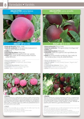 Variedades • Variétés8
MELOCOTÓN carne blanca
PÊCHE chair blanche
• FRUTO.
Melox®
37 destaca por su tardía fecha de recolección, siendo una de las ultimas
variedades en ser recolectadas. De muy bonita presentación con su color granate
y prácticamente sin pelo dando un aspecto aterciopelado y ﬁno. Variedad de un
gusto dulce (14°brix) y aromático. Melox®
37, ha mostrado un gran aguante en
árbol en 2013, no teniendo ningún tipo problema de podredumbres tanto en
pre cosecha como en post cosecha.
• FRUIT.
Melox®
37 est remarcable pour sa tardive date de récolte, étant l’une des
dernières variétés de peche blanche récoltées.
Très belle présentation avec ce fruits veloutés et forme ronde.
Variété d’un goût sucré aromatique (14 ° Brix).
• Fecha de ﬂoración: Media - tardía.
• Fecha de recolección: 20 de septiembre (maduración en
Caspe en 2013). Después de Gladys.
• Calibre: AA
• Intensidad de aclareo: Medio-bajo.
• Coloración: 90% de la superﬁcie color rojo –granate.
• Árbol: Vigor medio, de fácil manejo produce mixtas de
calidad fácilmente.
• Temps de ﬂoraison: Moyen - tardif.
• Date de collecte: 20 Septembre, Après Gladys
• Calibre: AA
• L’intensité des éclaircies: Moyen-élevé.
• Coloration: 90% de la surface rouge-rose.
• Arbre: vigueur moyenne-faible.
MELOX®
37 (C1-110)
MELOCOTÓN carne amarilla
PÊCHE chair jaune
• FRUTO.
Malix®
32 destaca por su bonita presentación del fruto, completamente
redondo y sin punto de debilidad, aterciopelado, prácticamente sin pelo.
Gran potencial agronómico y de grandes calibres muy homogéneos.
Su gran ﬁrmeza le conﬁere un gran aguante en árbol. Variedad de
pequeño piñón adherente y gusto dulce aromatizado .
• FRUIT.
Malix®
32 est remarqué pour sa belle présentation du fruit, tout rond
sans point de faiblesse, veloutée, presque glabre.
Grand potentiel agronomique et calibres très homogènes.
La grand fermeté de ces fruits le que l’apporte une grand tenu sur les
arbres. Variété avec petit noyaux adhérant y gout sucre et aromatique.
• Fecha de ﬂoración: Precoz-media.
• Fecha de recolección: 10 de agosto (Lleida), ﬁn de Elegant lady®
• Calibre: AA
• Intensidad de aclareo: Medio-alto.
• Coloración: 100% de la superﬁcie color rojo brillante con
fondos rosados.
• Árbol: De pronta entrada en producción. Vigor medio, de
fácil manejo produce mixtas de calidad fácilmente.
• Temps de ﬂoraison: Moyen.
• Date de collecte: 10 Août (Lleida), Epoque : Elegant Lady ®
• Calibre: AA
• L’intensité des éclaircies: Moyen - haut.
• Coloration: 100% de la surface rouge vif.
• Arbre: De facile entrée en production.
MALIX®
32 (2-2-120)
 