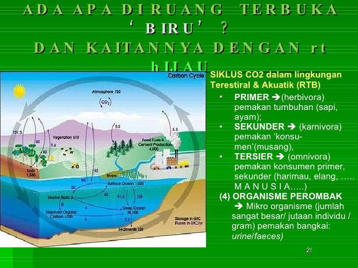 Contoh Contoh Ekosistem Akuatik - Contoh Waouw