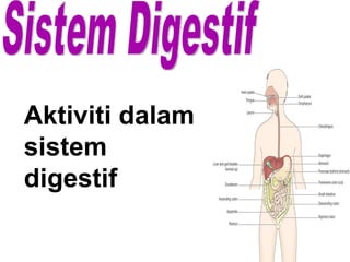 Sistem Digestif  Aktiviti dalam sistem digestif 
