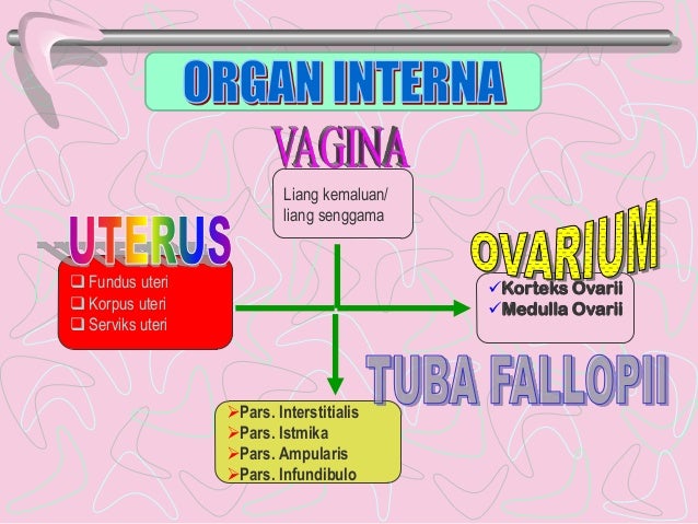 Proses menstruasi dan konsepsi AKPER PEMKAB MUNA