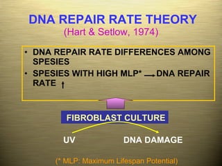 DNA REPAIR RATE THEORY (Hart & Setlow, 1974) DNA REPAIR RATE DIFFERENCES AMONG SPESIES SPESIES WITH HIGH MLP*  DNA REPAIR RATE FIBROBLAST CULTURE UV  DNA DAMAGE (* MLP: Maximum Lifespan Potential) 