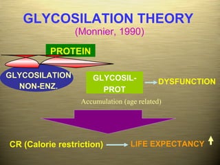 GLYCOSILATION THEORY   (Monnier, 1990) GLYCOSILATION NON-ENZ. PROTEIN GLYCOSIL- PROT DYSFUNCTION LIFE EXPECTANCY CR (Calorie restriction) Accumulation (age related) 
