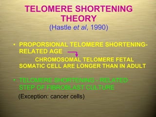 TELOMERE SHORTENING THEORY (Hastle  et al , 1990) PROPORSIONAL TELOMERE SHORTENING-RELATED AGE CHROMOSOMAL TELOMERE FETAL SOMATIC CELL ARE LONGER THAN IN ADULT TELOMERE SHORTENING - RELATED STEP OF FIBROBLAST CULTURE (Exception: cancer cells) 