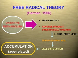 OXIDATIVE METHABOLISM DISFUNGSIONAL MOL. +  (DNA, PROT, LIPID) CELL DISFUNCTION ACCUMULATION (age-related) MAIN PRODUCT ADVERSE PRODUCT  (FREE RADICAL/ OXIDANT) FREE RADICAL THEORY   (Harman, 1956) 