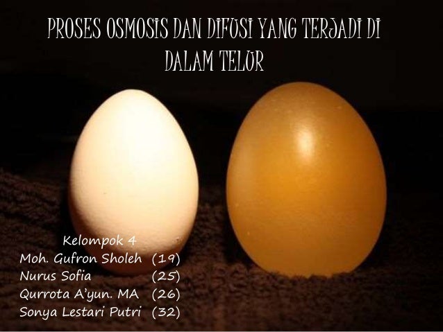 Proses Osmosis Dan Difusi Yang Terjadi Di Dalam 2