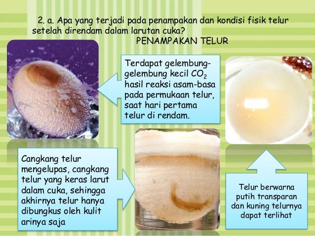 Proses osmosis dan difusi yang terjadi di dalam (2)